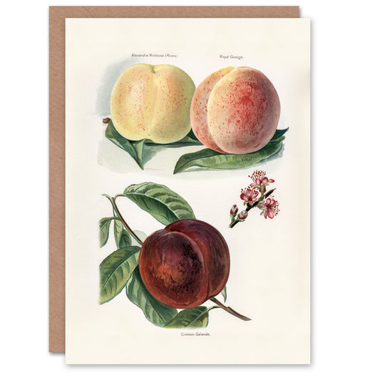 John Wright Art Card Vintage Illustration of Peach Varieties