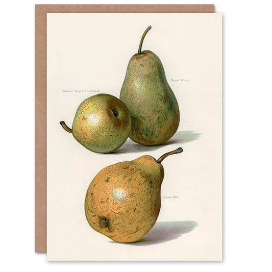 John Wright Art Card Vintage Illustration of Pear Varieties