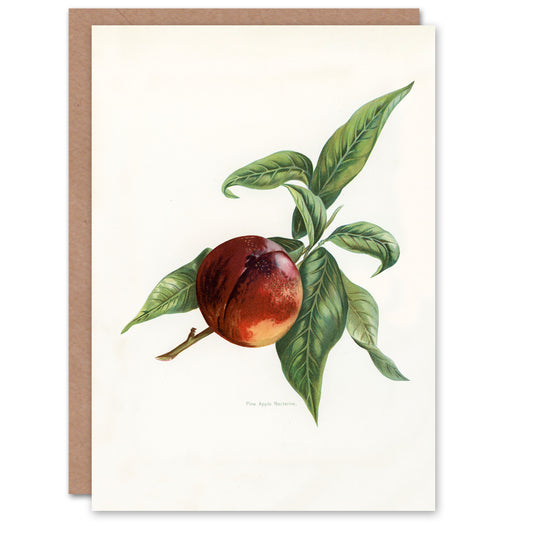 John Wright Art Card Vintage Illustration of Pine Apple Nectarine