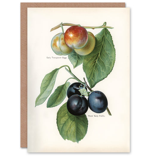 John Wright Art Card Vintage Illustration of Two Plum Varieties