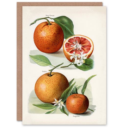John Wright Art Card Vintage Illustration of Orange Citrus Fruits