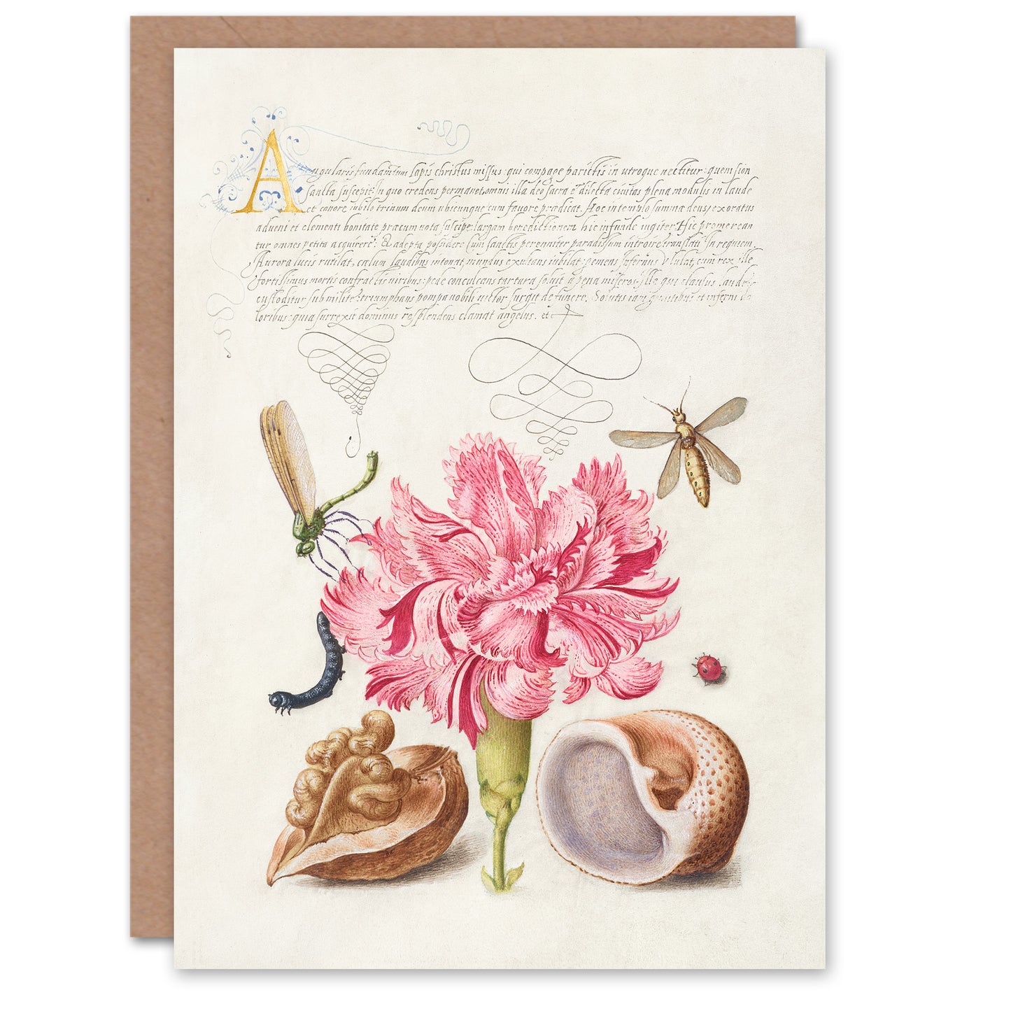 Model Book of Calligraphy Art Card Carnation Walnut and Mollusk
