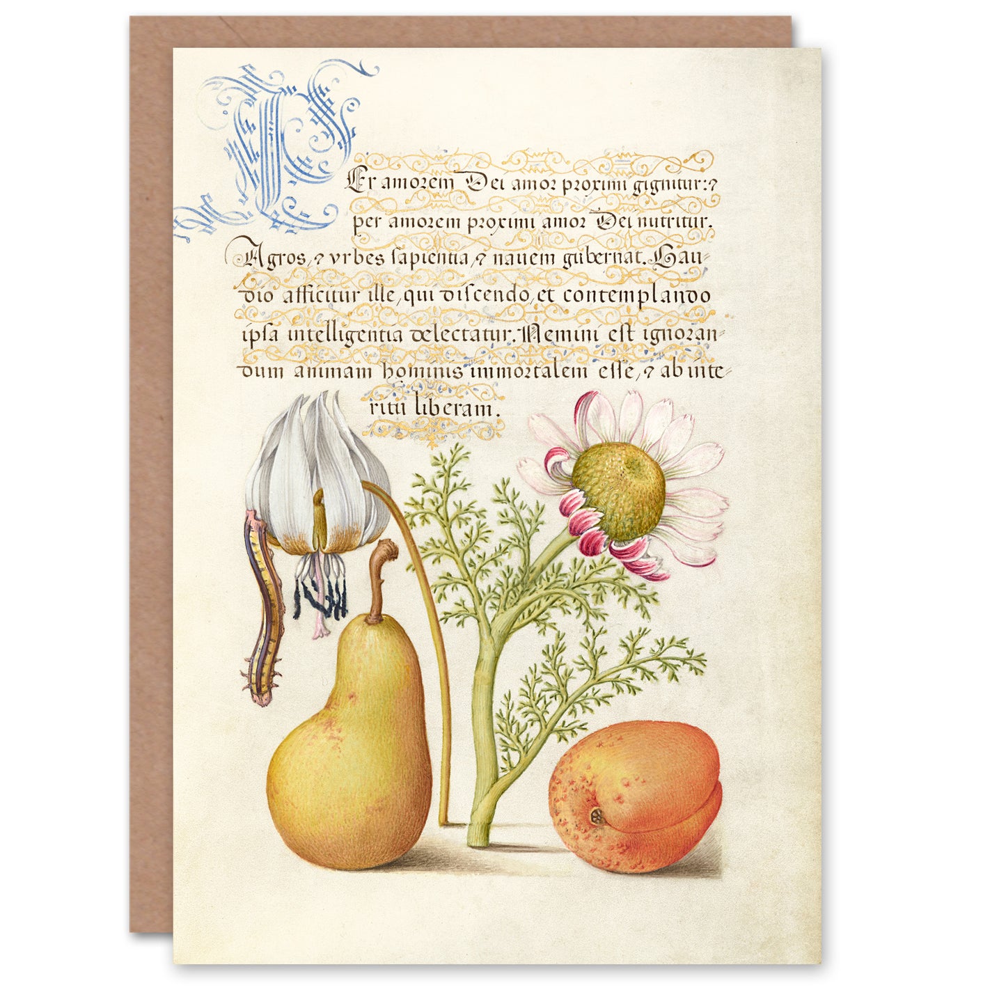 Model Book of Calligraphy Art Card Caterpillar Flowers and Fruit