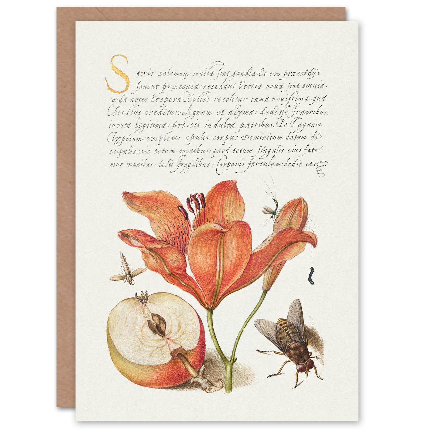 Model Book of Calligraphy Art Card Insects Orange Lily and Apple