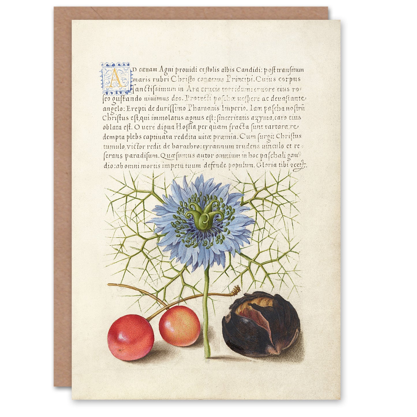 Model Book of Calligraphy Art Card Love in a Mist and Cherries