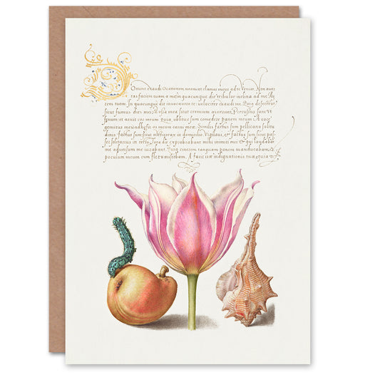 Model Book of Calligraphy Art Card Pear Pink Tulip and Seashell