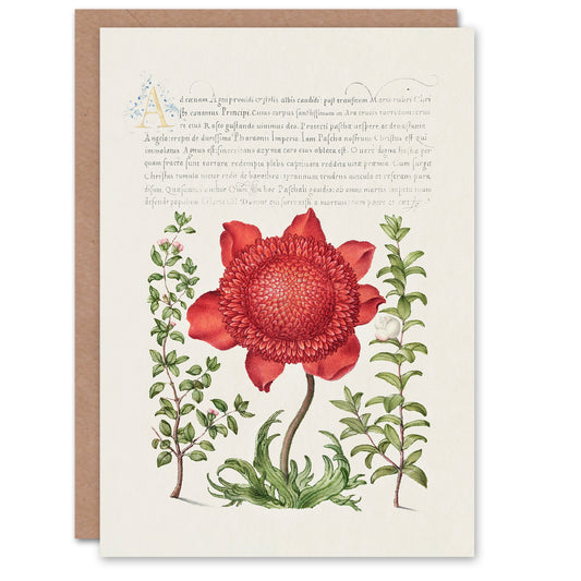 Model Book of Calligraphy Art Card Poppy Anemone and Myrtle