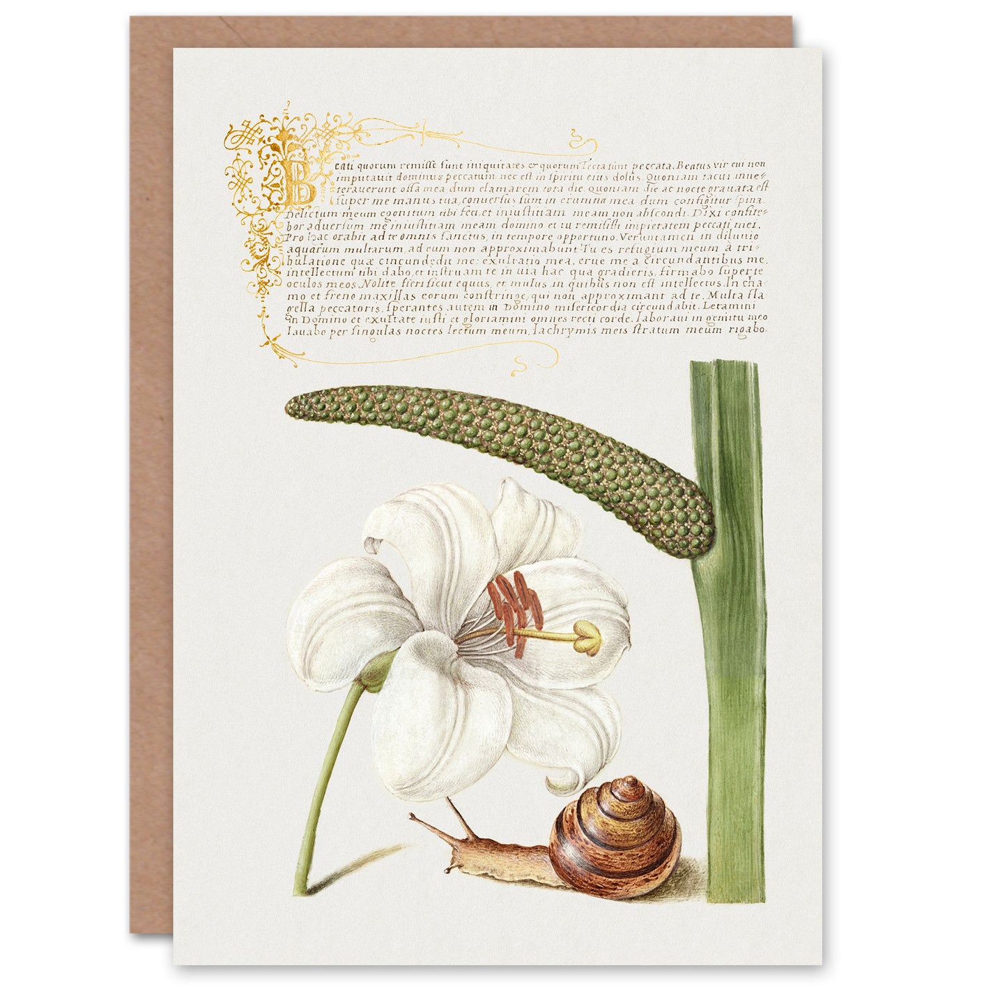 Model Book of Calligraphy Art Card White Lily Snail and Sweet Flag
