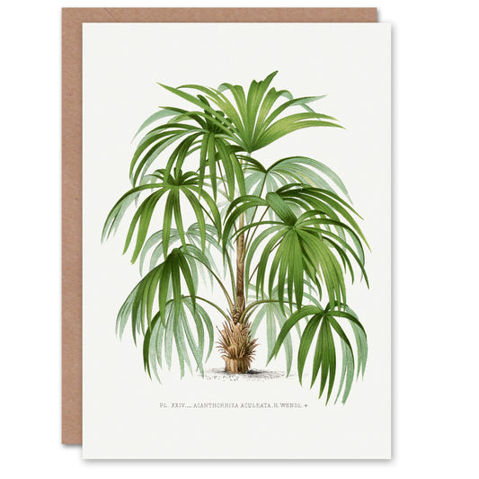 Oswald de Kerchove Art Card Acathophiza Aculeata Palm Tree