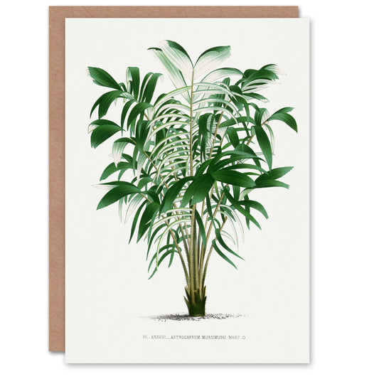 Oswald de Kerchove Art Card Astrocaryum Murumuru Palm Tree