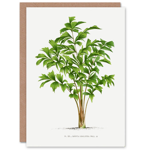 Oswald de Kerchove Art Card Caryota Sobolifera Palm Tree