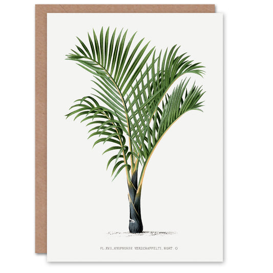 Oswald de Kerchove Art Card Hyophorbe Verschaffelti Palm Tree