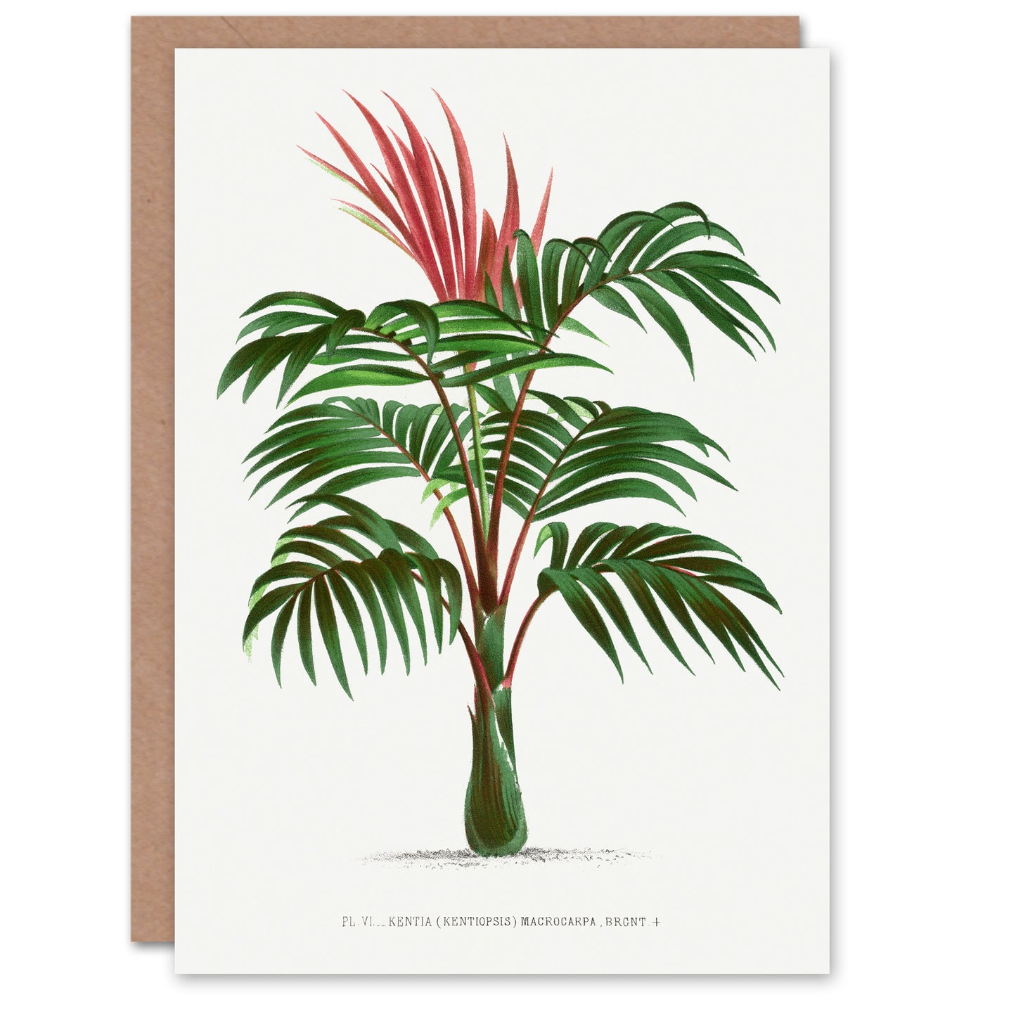 Oswald de Kerchove Art Card Kentiopsis Macrocarpa Palm Tree