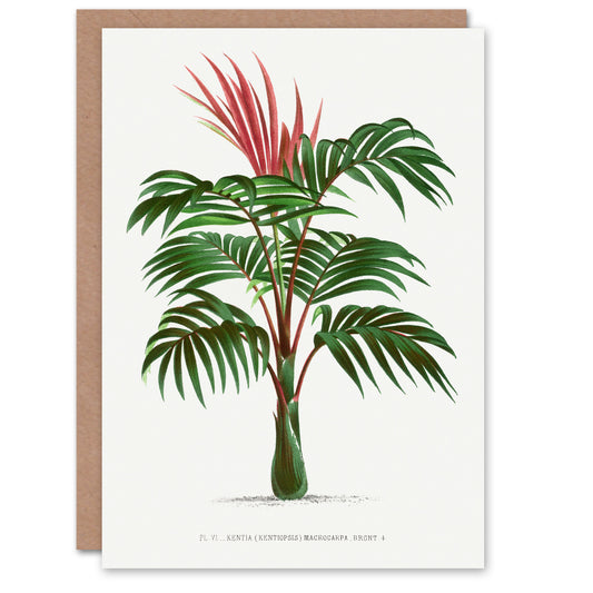 Oswald de Kerchove Art Card Kentiopsis Macrocarpa Palm Tree