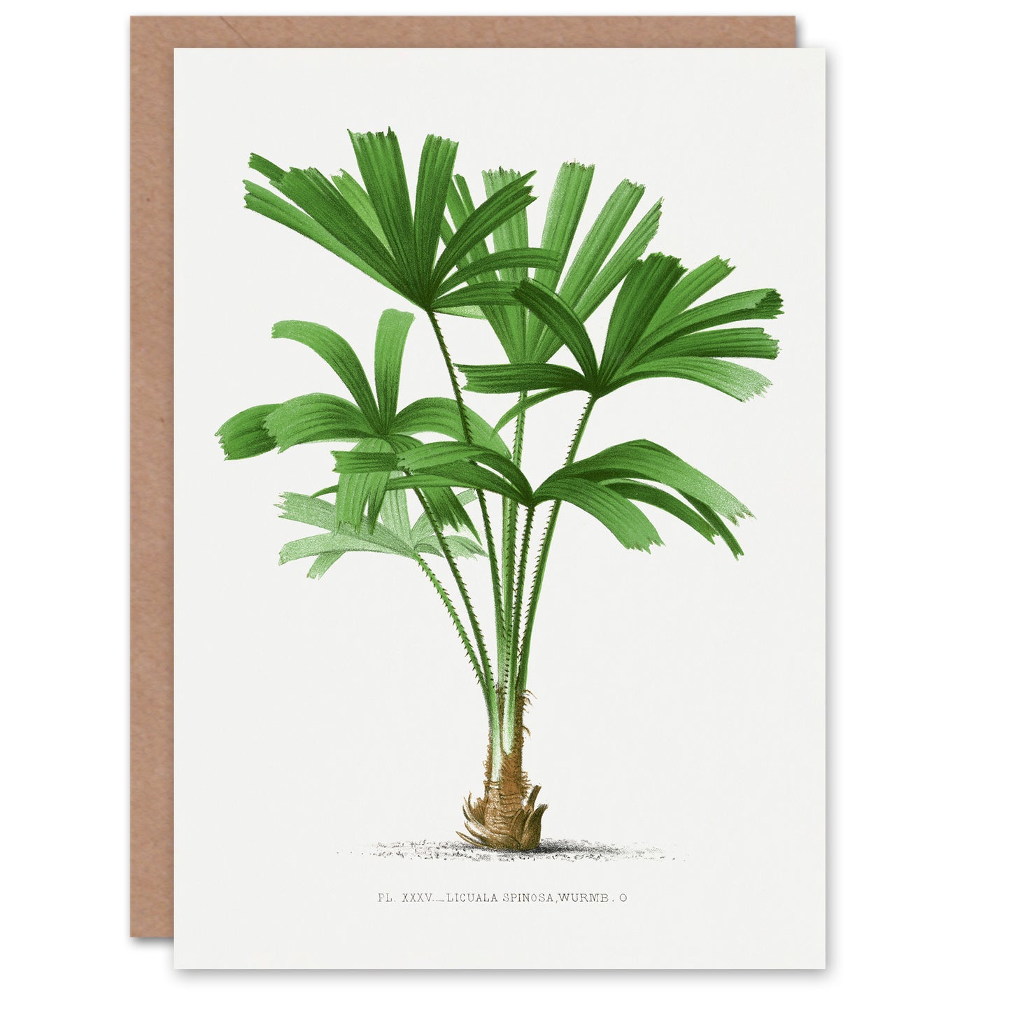 Oswald de Kerchove Art Card Licuala Spinosa Palm Tree