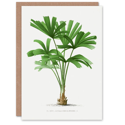 Oswald de Kerchove Art Card Licuala Spinosa Palm Tree