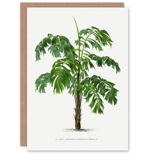 Oswald de Kerchove Art Card Martinezia Lindeniana Palm Tree