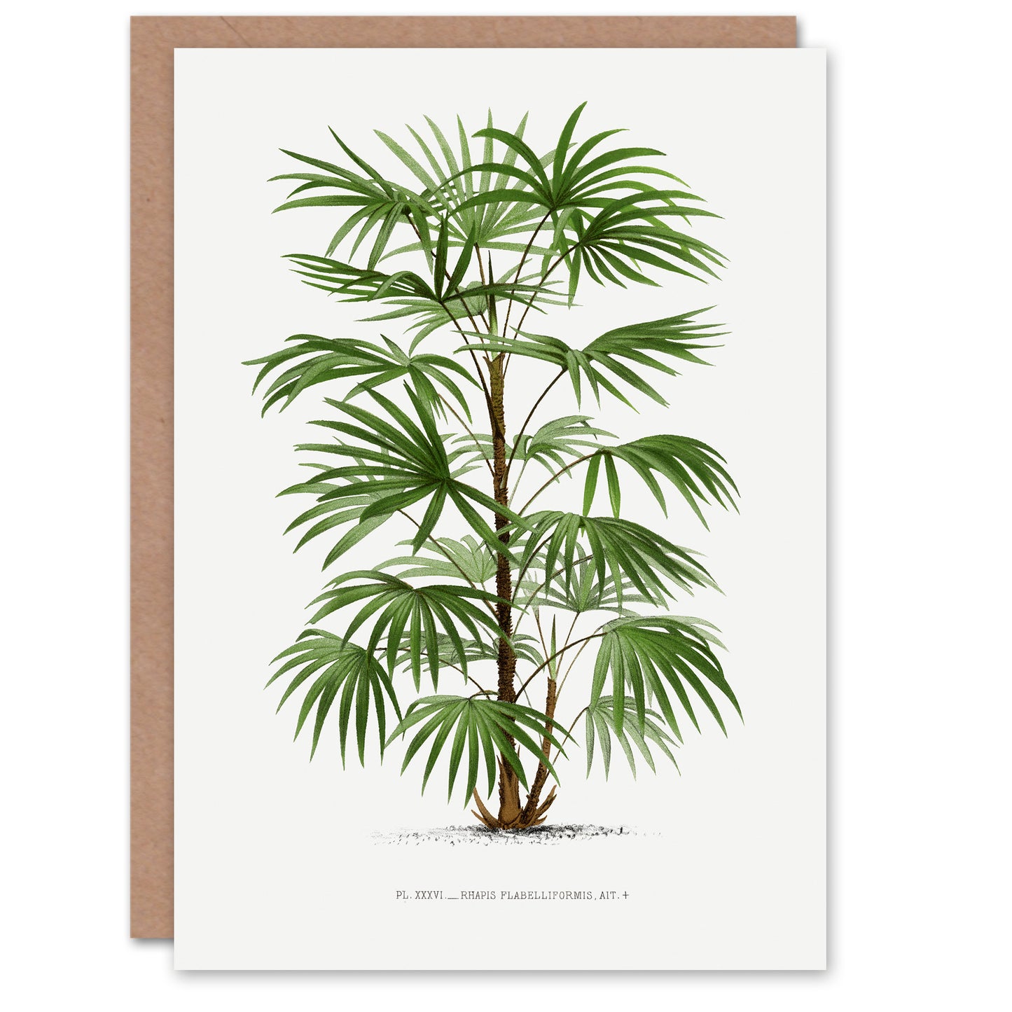 Oswald de Kerchove Art Card Rhapis Flabelliformis Palm Tree