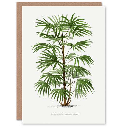 Oswald de Kerchove Art Card Rhapis Flabelliformis Palm Tree