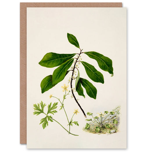 Sarah Featon Art Card Caltha New Zealand Marsh Marigold Plant