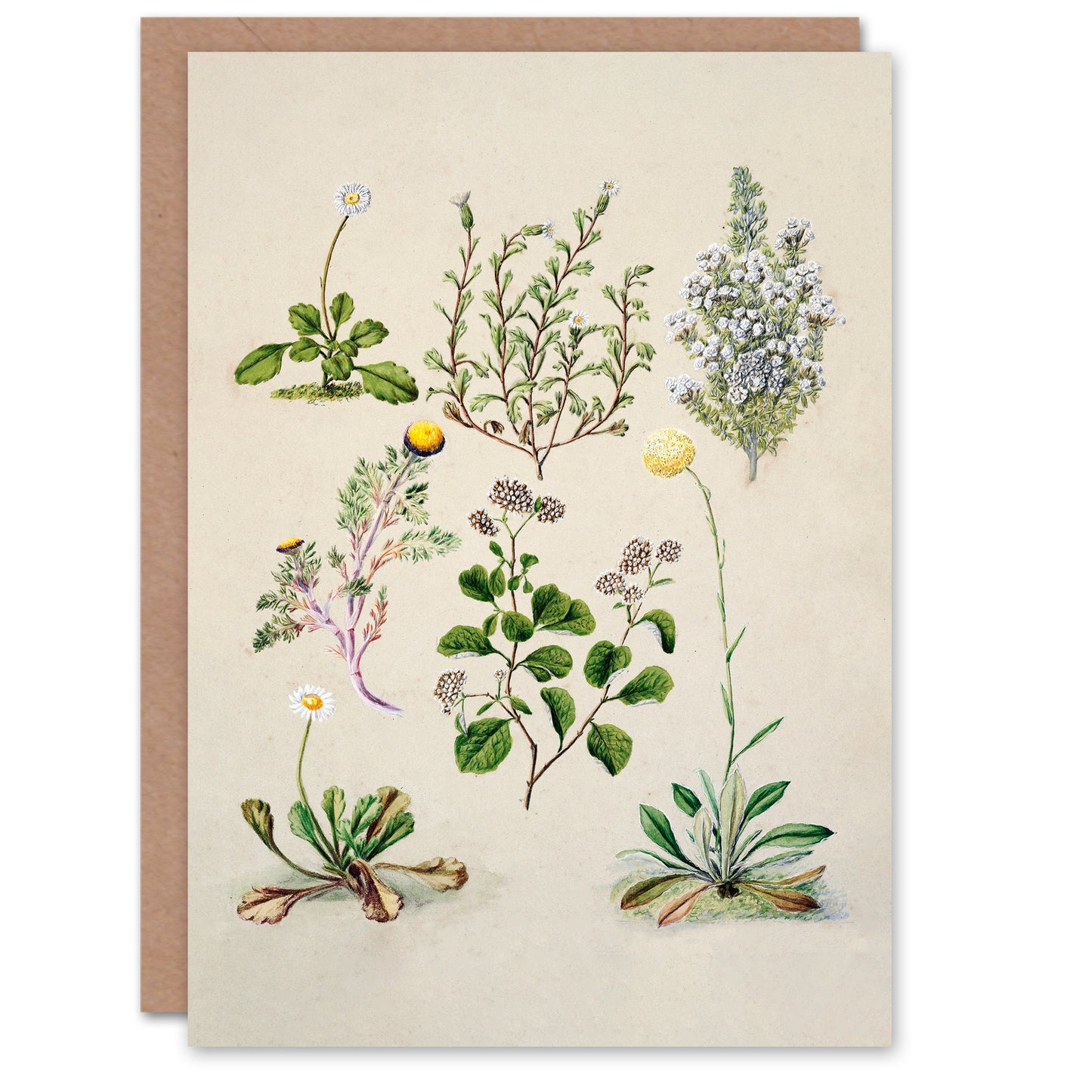 Sarah Featon Art Card Native New Zealand Wildflowers Illustration