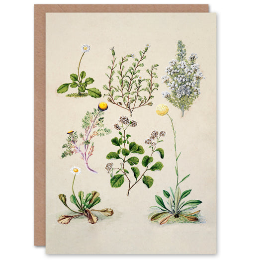 Sarah Featon Art Card Native New Zealand Wildflowers Illustration