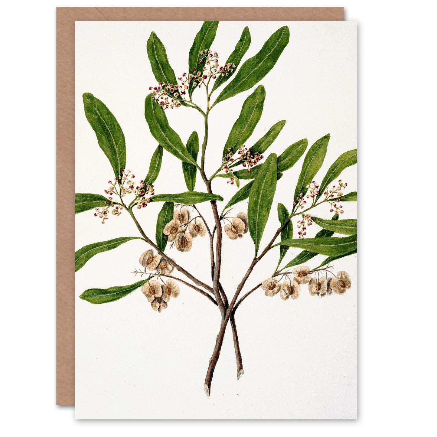 Sarah Featon Art Card New Zealand Akeake Hopbush Flowering Plant