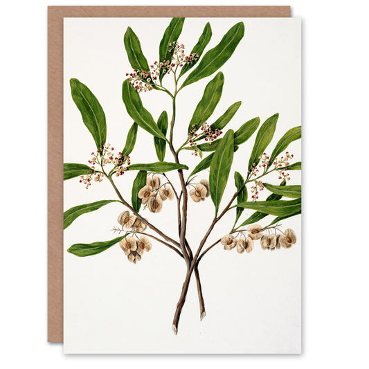 Sarah Featon Art Card New Zealand Akeake Hopbush Flowering Plant