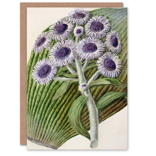 Sarah Featon Art Card New Zealand Antarctic Daisy Flowers