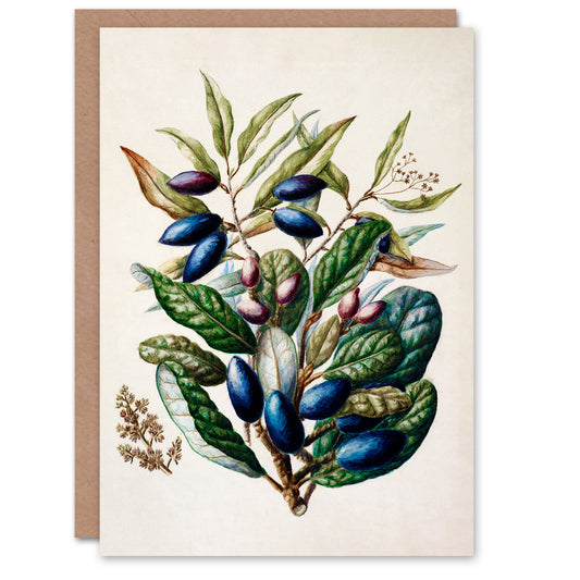 Sarah Featon Art Card New Zealand Taraire Fruit Branch