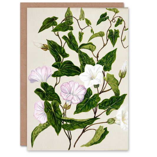 Sarah Featon Art Card New Zealand Bindweed Wildflowers