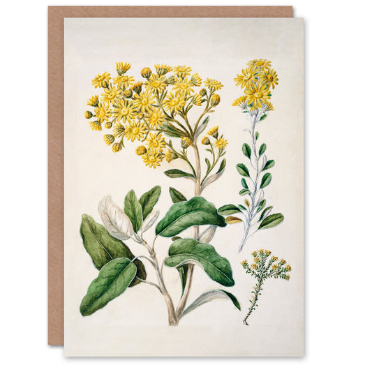 Sarah Featon Art Card New Zealand Brachyglottis Daisy Flowers
