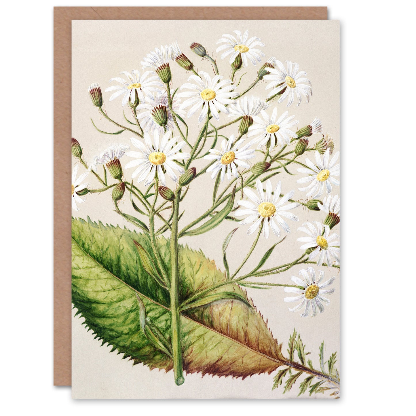 Sarah Featon Art Card New Zealand Brachyglottis Hectorii Daisies