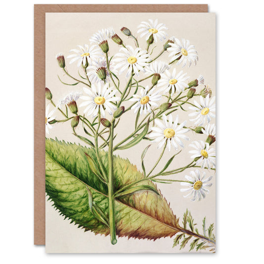 Sarah Featon Art Card New Zealand Brachyglottis Hectorii Daisies