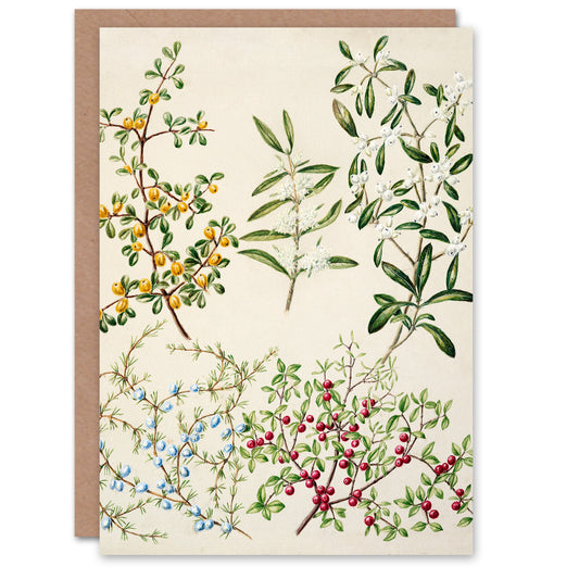 Sarah Featon Art Card New Zealand Coprosma Acerosa Coastal Plant