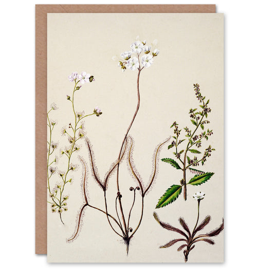 Sarah Featon Art Card New Zealand Drosera Arcturi Plant Flowers