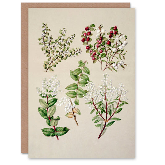 Sarah Featon Art Card New Zealand Gaultheria Flowering Plant