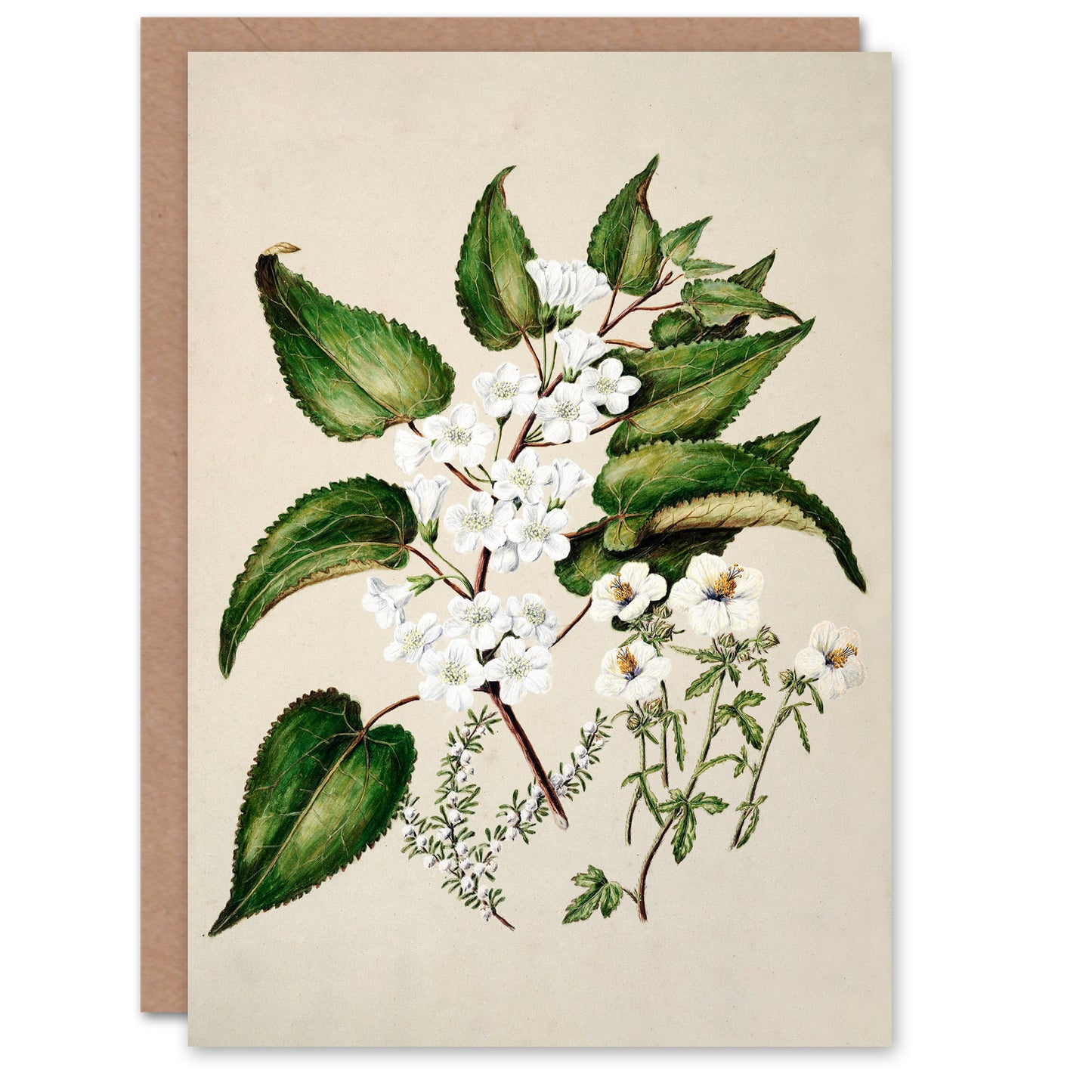 Sarah Featon Art Card Hibiscus and Saltmarsh Ribbonwood Flowers
