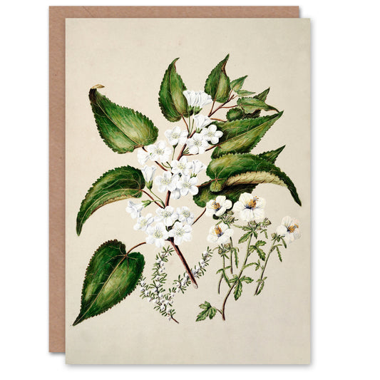Sarah Featon Art Card Hibiscus and Saltmarsh Ribbonwood Flowers