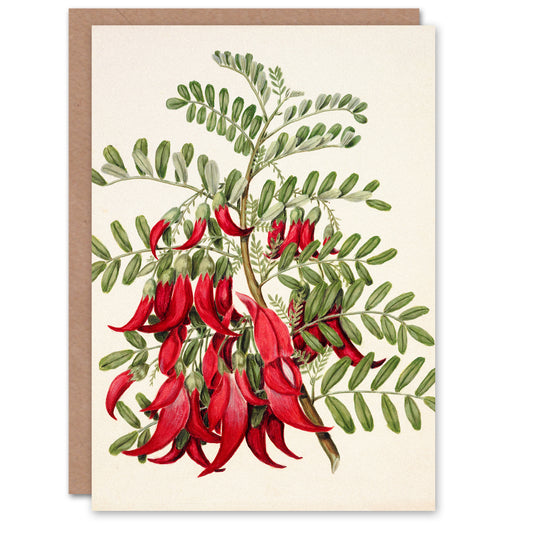 Sarah Featon Art Card New Zealand Kaka Beak Plant Flowers