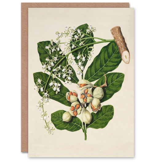 Sarah Featon Art Card New Zealand Kohekohe Tree Seeds and Flowers