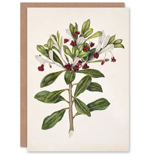 Sarah Featon Art Card New Zealand Kohuhu and Karo Plant
