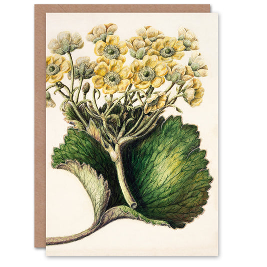 Sarah Featon Art Card New Zealand Korikori Buttercup Flower