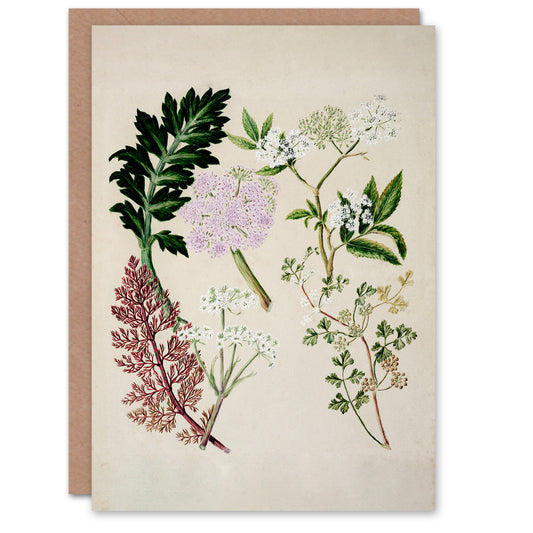 Sarah Featon Art Card New Zealand Ligosticum Latifolium Flowers
