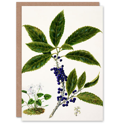 Sarah Featon Art Card New Zealand Mahoe Whiteywood Plant