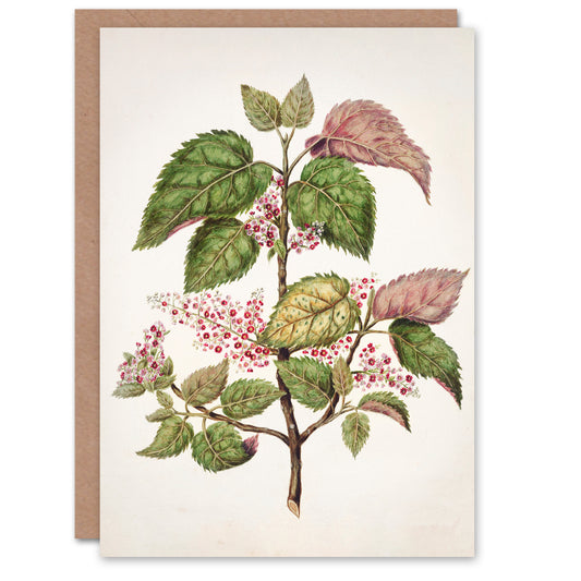 Sarah Featon Art Card New Zealand Makomako Flowering Plant