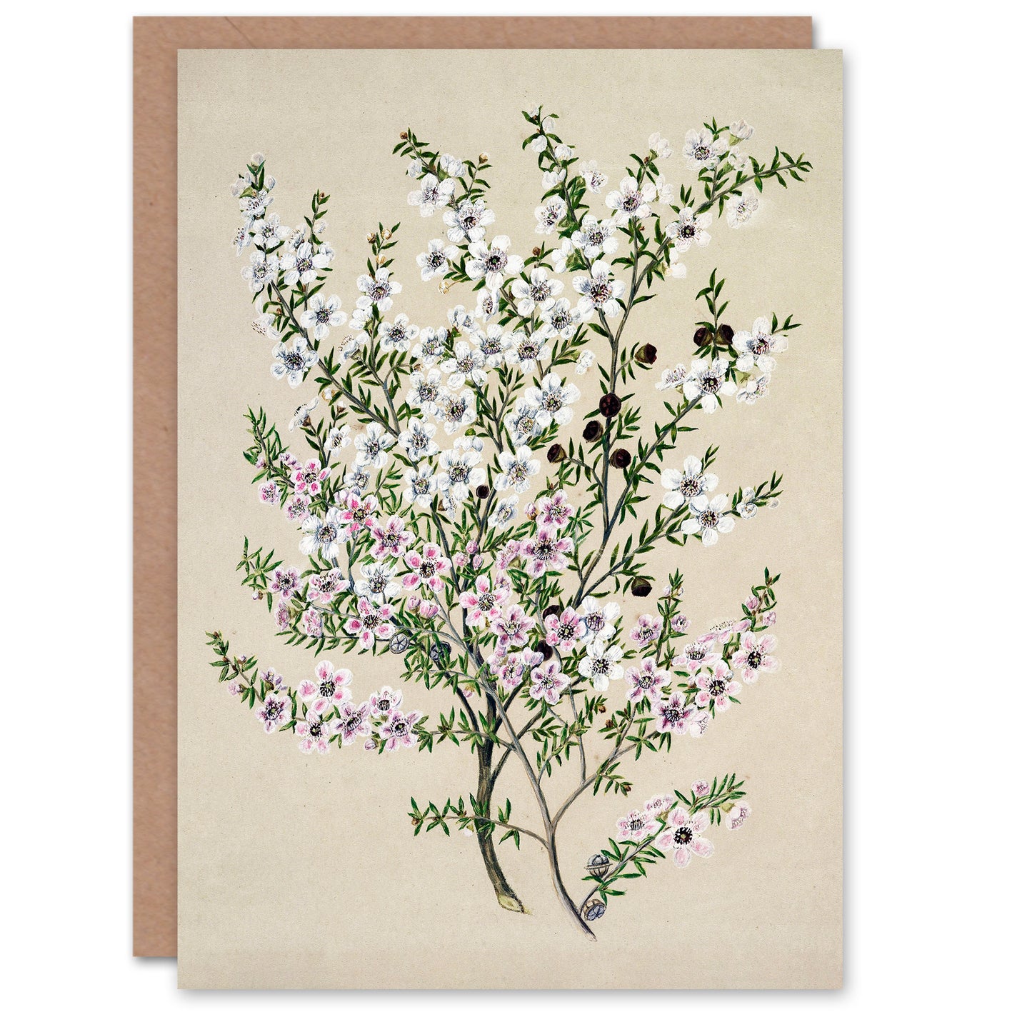 Sarah Featon Art Card New Zealand Manuka Flowering Plant