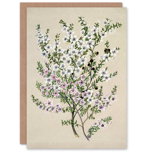 Sarah Featon Art Card New Zealand Manuka Flowering Plant