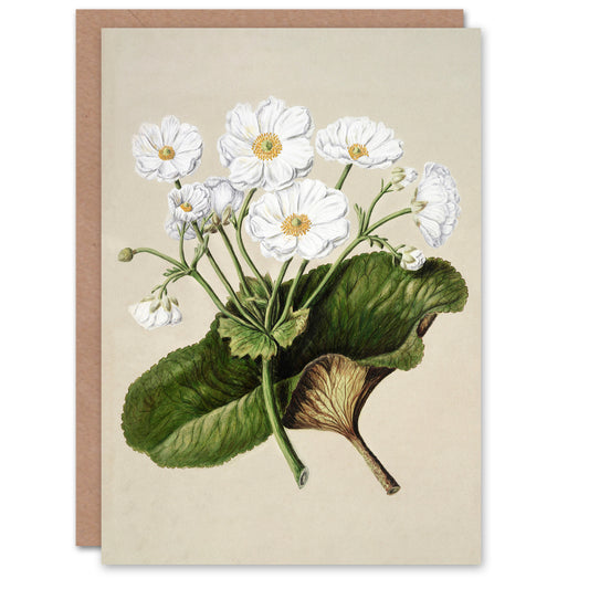 Sarah Featon Art Card New Zealand Mountain Lily Flowers