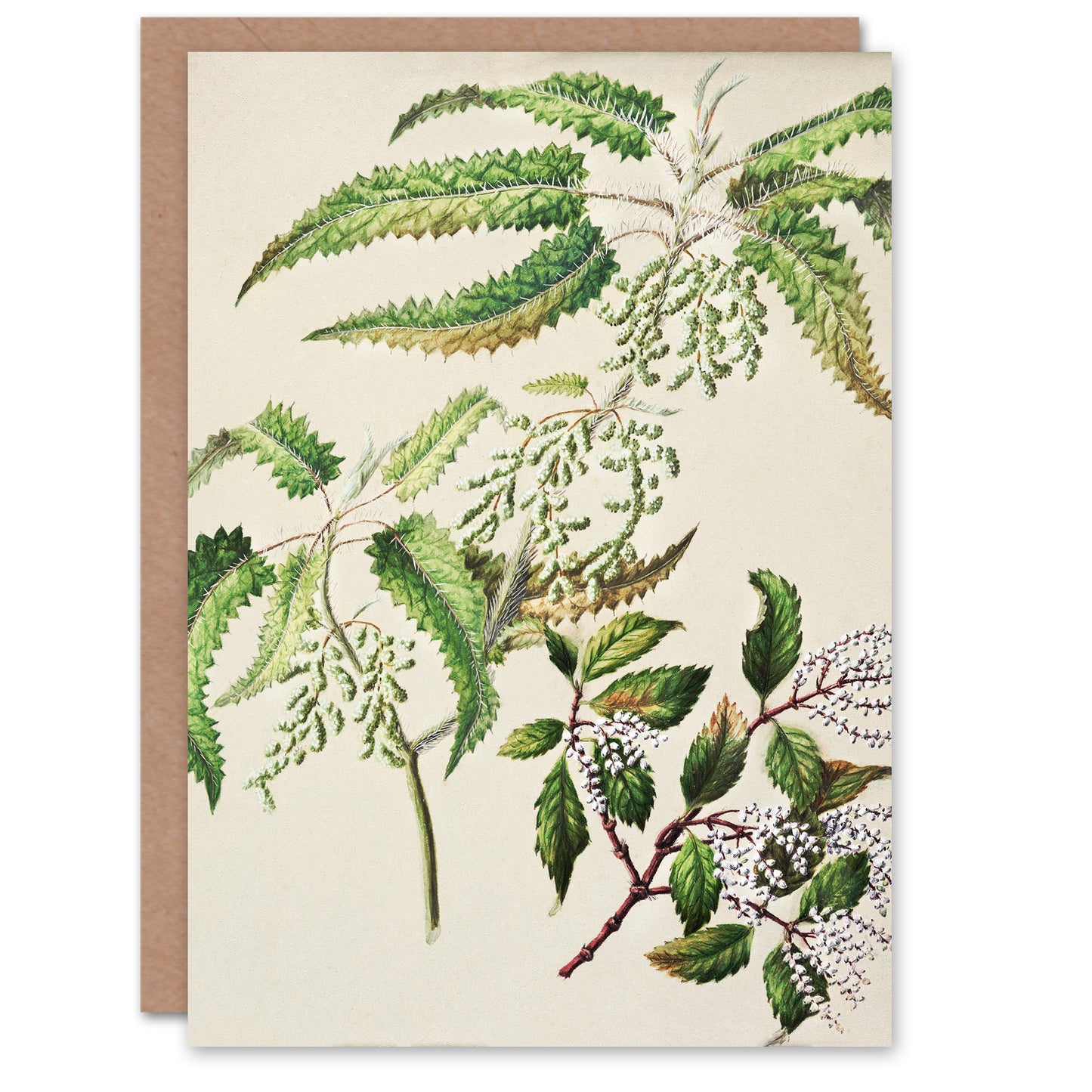 Sarah Featon Art Card New Zealand Ongaonga Tree Nettle Plant